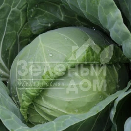 Семена капусты белокочанной Канто F1 (КС 412) / Kanto F1(KS 412),48-52 дня купить оптом и в розницу в Украине по выгодной цене