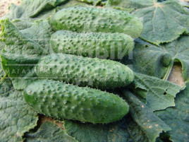 Насіння огірків Алгамбра F1 / Algambra F1 купити оптом і в роздріб в Україні за вигідною ціною