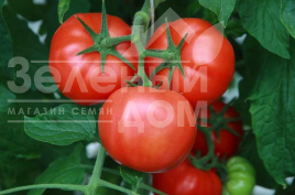 Насіння томатів Леонероссо F1 / Leonerosso F1,100-110 днів купити оптом і в роздріб в Україні за вигідною ціною
