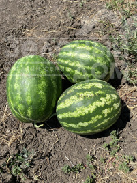 Кавун Маринір F1 / Mareneer F1, 62-65 днів купити оптом і в роздріб в Україні за вигідною ціною