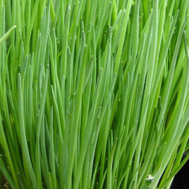 Цибуля на перо Старо F1 / Staro F1 купити оптом і в роздріб в Україні за вигідною ціною