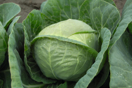 Насіння капусти білокачанної Катаріна F1 / Katarina F1,54 дні купити оптом і в роздріб в Україні за вигідною ціною