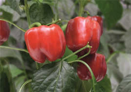 Насіння солодкого перцю Чайка F1 / Chayka F1, 70-75 днів купити оптом і в роздріб в Україні за вигідною ціною