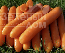 Насіння моркви Болеро F1 / Bolero F1,110-120 днів купити оптом і в роздріб в Україні за вигідною ціною