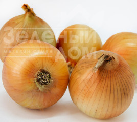 Цибуля ріпчаста Шеба F1 / Sheba F1 купити оптом і в роздріб в Україні за вигідною ціною
