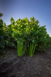 Семена сельдерея Келвин / Kelvin,140 дней купить оптом и в розницу в Украине по выгодной цене