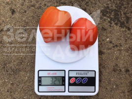 Насіння томатів Массон F1 / Masson F1 купити оптом і в роздріб в Україні за вигідною ціною