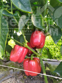 Насіння солодкого перцю Аїда F1 / Aida F1, 60 днів купити оптом і в роздріб в Україні за вигідною ціною