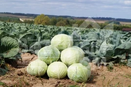 Семена капусты белокочанной Ларсия F1 / Larsia F1 купить оптом и в розницу в Украине по выгодной цене