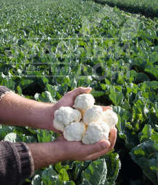 Насіння капусти цвітної Альтаміра F1 / Altamira F1,86 днів купити оптом і в роздріб в Україні за вигідною ціною