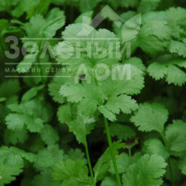 Насіння кінзи (коріандру) Санто F1 / Santo F1 купити оптом і в роздріб в Україні за вигідною ціною