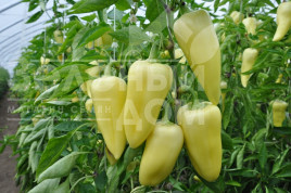 Насіння солодкого перцю Сноувайт F1 / Snowwhite F1,58-62 дні купити оптом і в роздріб в Україні за вигідною ціною
