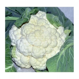 Семена капусты цветной Бодилис F1 / Bodilis F1,95-110 дней купить оптом и в розницу в Украине по выгодной цене
