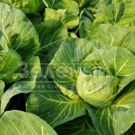 Семена капусты белокочанной Росберг F1 / Rosberg F1, 47-50 дней купить оптом и в розницу в Украине по выгодной цене