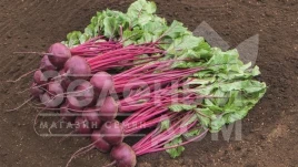Семена свеклы Маноло F1 / Manolo F1,110-115 дней купить оптом и в розницу в Украине по выгодной цене