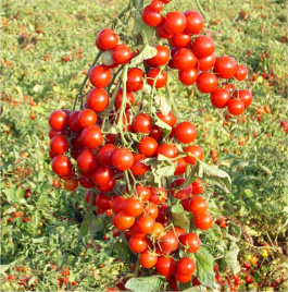 Насіння томатів Стромболіно F1 / Strombolino F1,105-110 днів купити оптом і в роздріб в Україні за вигідною ціною