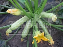 Семена кабачков Кавили F1 / Cavili F1,42-44 дня купить оптом и в розницу в Украине по выгодной цене