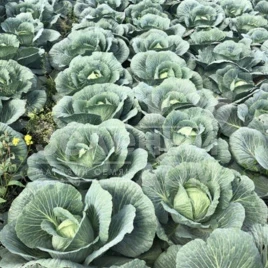 Семена капусты белокочанной Кентукки F1 / Kentukky F1,80-85 дней купить оптом и в розницу в Украине по выгодной цене