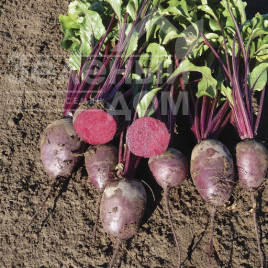 Насіння буряка Монті F1 / Monty F1,100-110 днів купити оптом і в роздріб в Україні за вигідною ціною