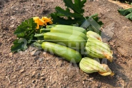 Семена кабачков Император F1 / Imperator F1, 32-37 дней купить оптом и в розницу в Украине по выгодной цене