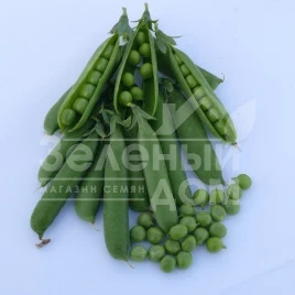 Семена гороха Тиара / Tiara,50-55 дней купить оптом и в розницу в Украине по выгодной цене