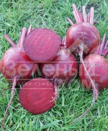 Семена свеклы Шот Топ / Short Top,115-120 дней купить оптом и в розницу в Украине по выгодной цене