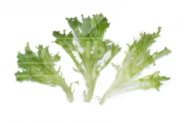 Семена салата Чепмен / Chapman купить оптом и в розницу в Украине по выгодной цене