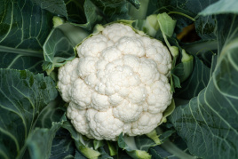 Насіння капусти цвітної Електра F1 / Elektra F1, 78-82 дні купити оптом і в роздріб в Україні за вигідною ціною