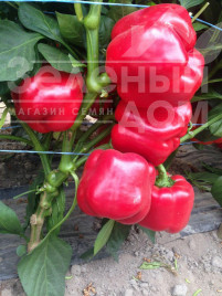 Насіння солодкого перцю Тібо F1 / Tibo F1,70-75 днів купити оптом і в роздріб в Україні за вигідною ціною