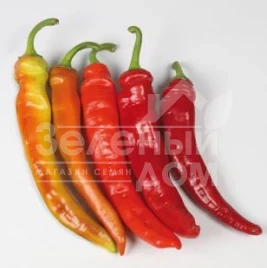 Семена горького перца КС 6215 F1 / KS 6215 F1,65-70 дней купить оптом и в розницу в Украине по выгодной цене