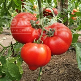 Семена томатов Доминет F1 / Dominet F1 купить оптом и в розницу в Украине по выгодной цене