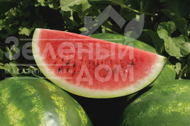 Насіння кавуна Астрахан F1 / Astrahan F1,64-68 днів купити оптом і в роздріб в Україні за вигідною ціною