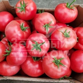 Семена томатов Мей Шуай F1 / Mei Shuai F1,105-110 дней купить оптом и в розницу в Украине по выгодной цене