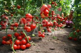 Насіння томатів Зофка F1 / Zofka F1,70-80 днів купити оптом і в роздріб в Україні за вигідною ціною