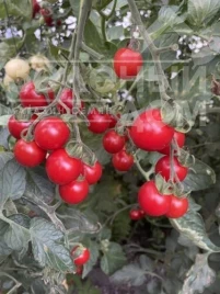 Семена томатов Денвер F1 / Denver F1, 95 дней купить оптом и в розницу в Украине по выгодной цене