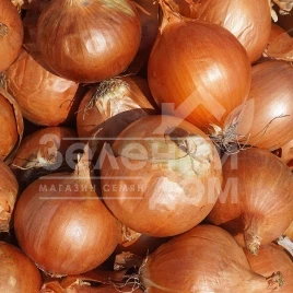 Лук репчатый Еленка F1 / Elenka F1 купить оптом и в розницу в Украине по выгодной цене