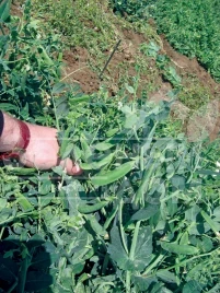 Семена гороха Скинадо / Skinado ,65 дней купить оптом и в розницу в Украине по выгодной цене