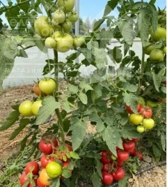 Насіння томатів Бурпінк F1 / Burpink F1 купити оптом і в роздріб в Україні за вигідною ціною