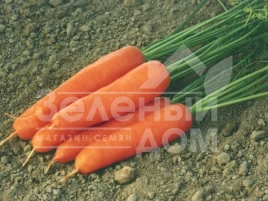 Семена моркови Ступицкая / Stupicka,93-98 дней купить оптом и в розницу в Украине по выгодной цене
