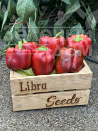 Насіння солодкого перцю Фіджи F1 / Fidzhi F1, 63-65 днів купити оптом і в роздріб в Україні за вигідною ціною