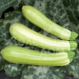 Семена кабачков Конкордия F1 / Concordiya F1 купить оптом и в розницу в Украине по выгодной цене