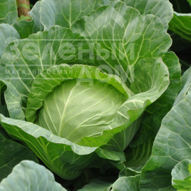 Насіння капусти білокачанної Магнус F1 / Magnus F1,53-58 днів купити оптом і в роздріб в Україні за вигідною ціною