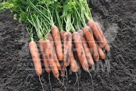 Семена моркови Натуна F1 / Natuna F1,117 дней купить оптом и в розницу в Украине по выгодной цене