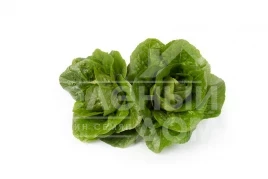 Семена салата Максимус / Maximus купить оптом и в розницу в Украине по выгодной цене