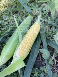 Кукурудза Апачі F1 / Apachi F1, 62-65 днів купити оптом і в роздріб в Україні за вигідною ціною