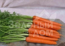 Семена моркови Йитка F1 / Jitka F1,120-130 дней купить оптом и в розницу в Украине по выгодной цене