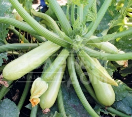 Семена кабачков Ангелина F1 / Anhelina F1,39-43 дня купить оптом и в розницу в Украине по выгодной цене