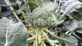 Насіння капусти броколі Вавілон F1 / Vavylon F1,65-70 днів купити оптом і в роздріб в Україні за вигідною ціною