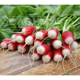 Насіння редису Експо F1 / Ecspo F1,18-22 дні купити оптом і в роздріб в Україні за вигідною ціною