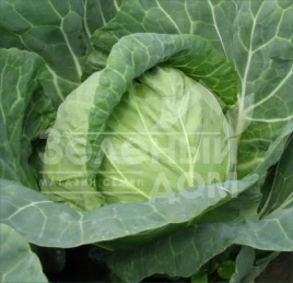 Семена капусты белокочанной Ландини F1 / Landini F1 купить оптом и в розницу в Украине по выгодной цене